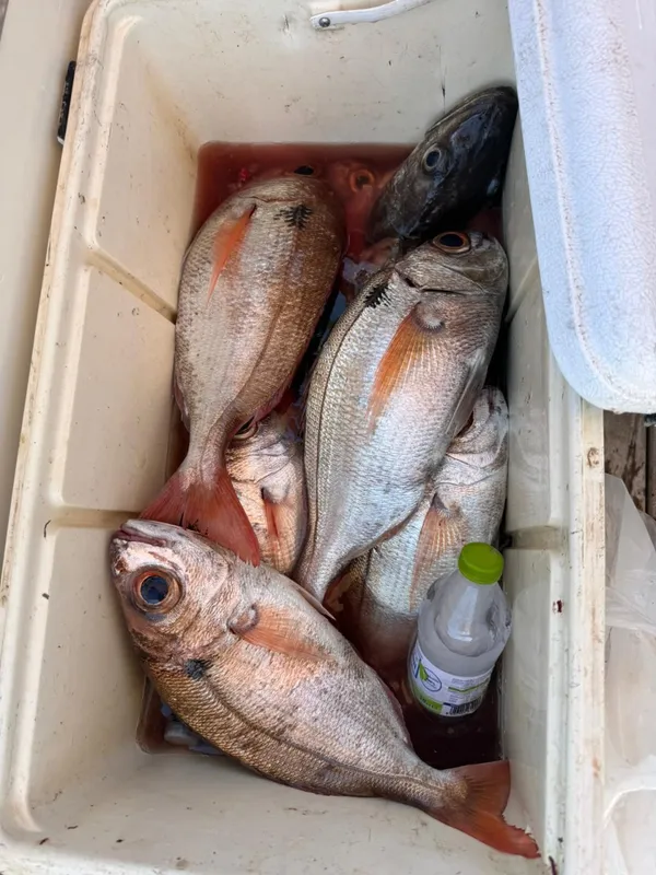 Capitan San Pietro-7