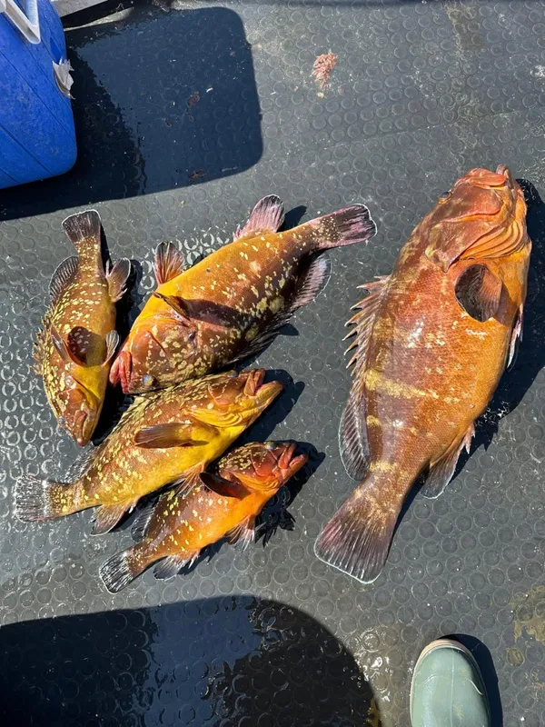 Capitan San Pietro-8