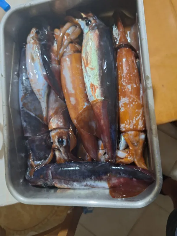 Capitan San Pietro-11